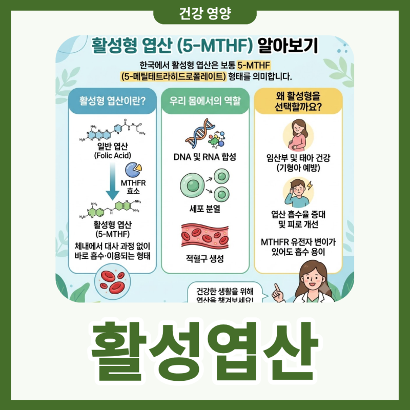 활성엽산 효능 흡수와 엽산 차이 복용법까지 알아보기
