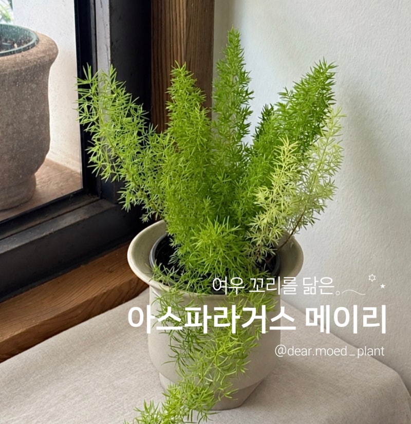 [디어모드 잠실 플랜트샵] 아스파라거스 메이리 키우기 총정리｜물주기·햇빛·온도·습도·....