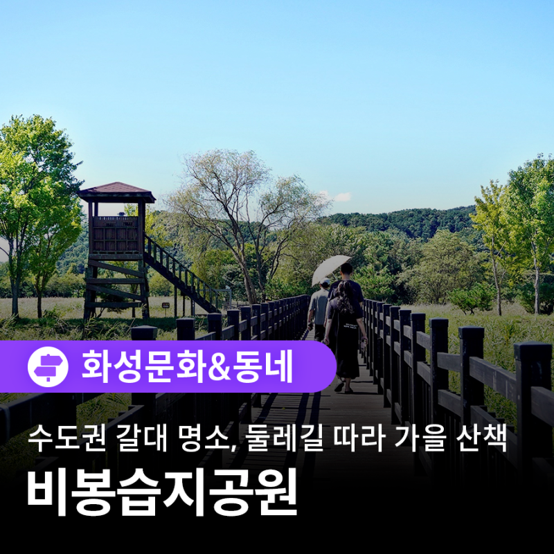 수도권 갈대 명소, 화성 비봉습지공원 둘레길 따라 가을 산책