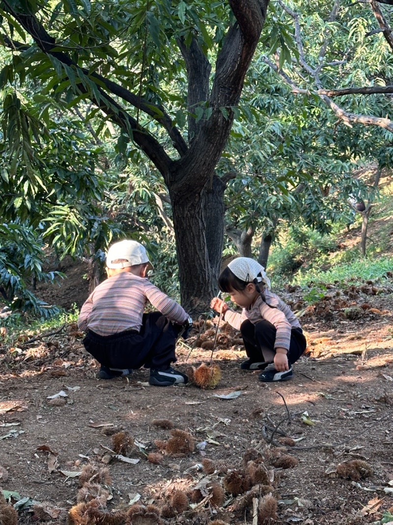 시흥 아이랑 가볼만한곳, 계수밤농장 밤따기 체험 준비물 및 후기❤️