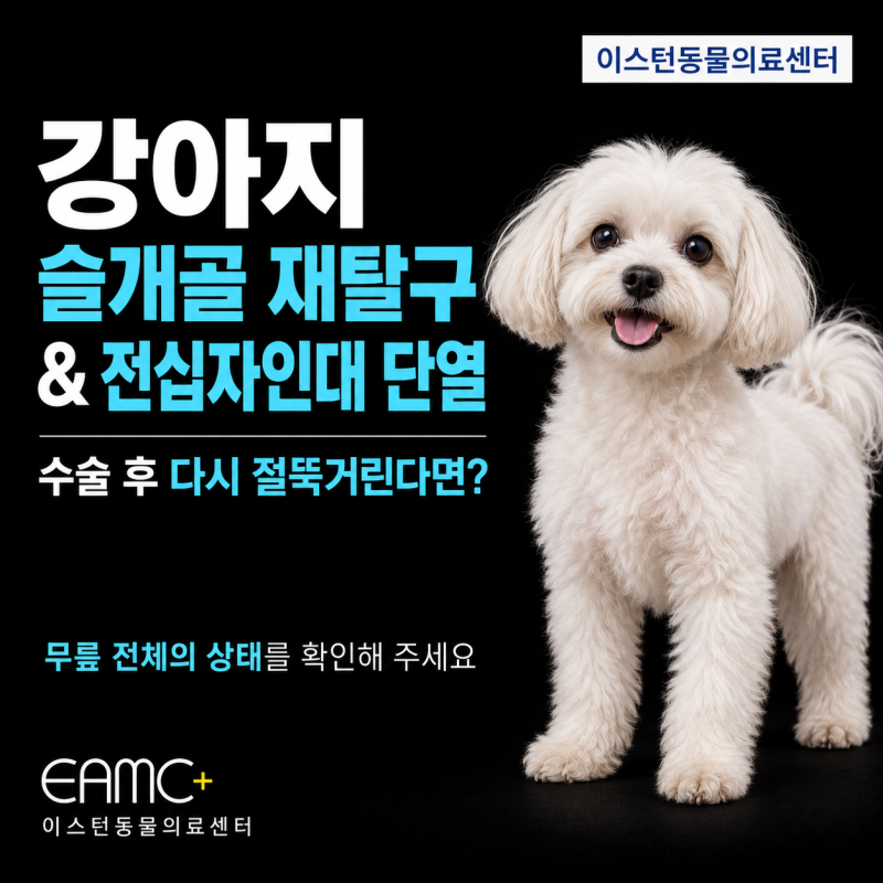 강아지 슬개골 수술 후 다시 절뚝거린다면? 슬개골 재탈구와 전십자인대 단열