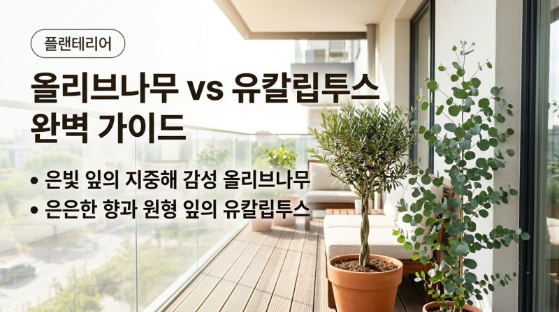 감성 식물 대결! 올리브나무 vs 유칼립투스 실내 키우기 승자는?