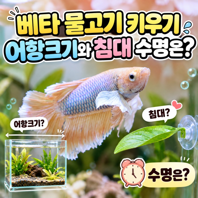 베타 물고기키우기, 어항크기와 침대 수명은?
