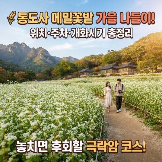 양산 통도사 메밀꽃밭 위치·주차·개화시기 총정리｜극락암 가을 나들이 코스