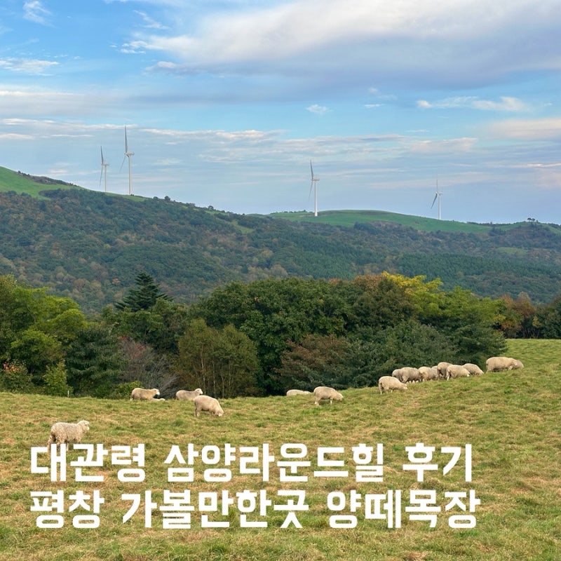 대관령 삼양라운드힐 후기｜평창 가볼만한곳 양떼목장