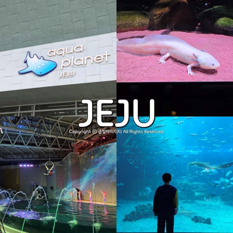 Jeju Aqua Planet October: Recommended Indoor Tourist Spot for Rainy Days with Kids in Jeju
