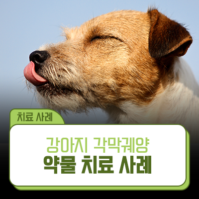한쪽 눈을 계속 감고 있어요! 강아지 각막궤양 약물 치료 사례 ┃ 이촌 24시 시유동물메디컬....
