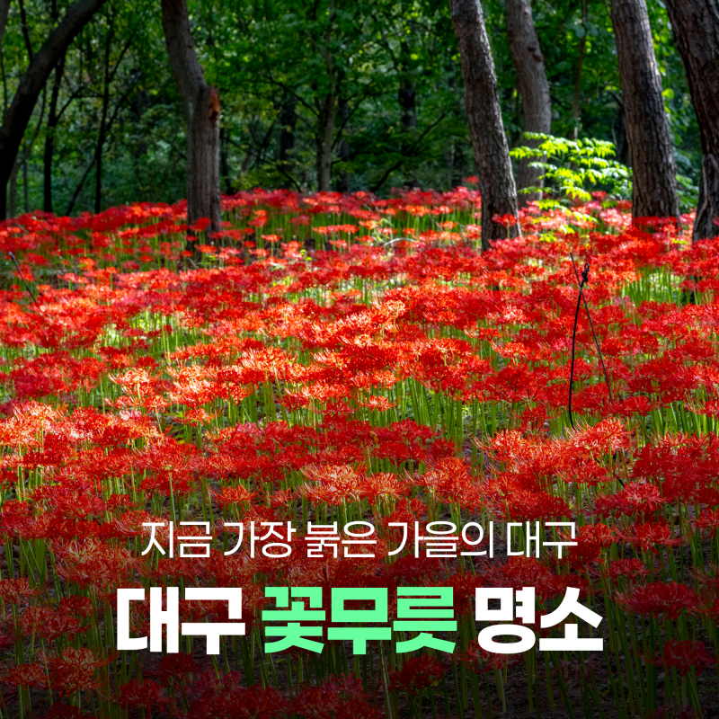 대구 꽃무릇 명소 2곳 | 대구수목원, 서구 그린웨이
