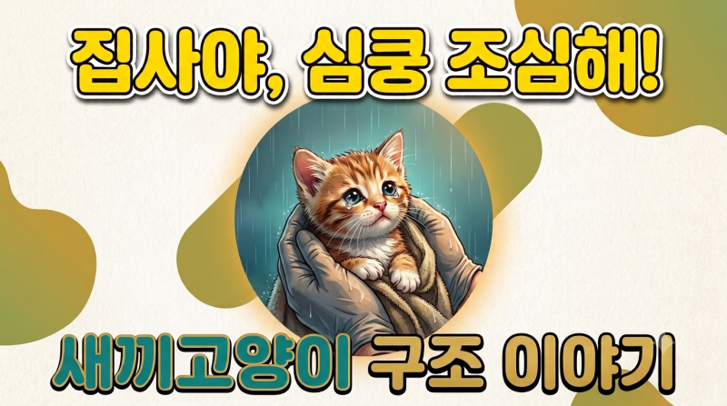 비 오는 아파트 풀숲에서 구조한 아기 고양이, 언니네 셋째 막둥이가 된 사연