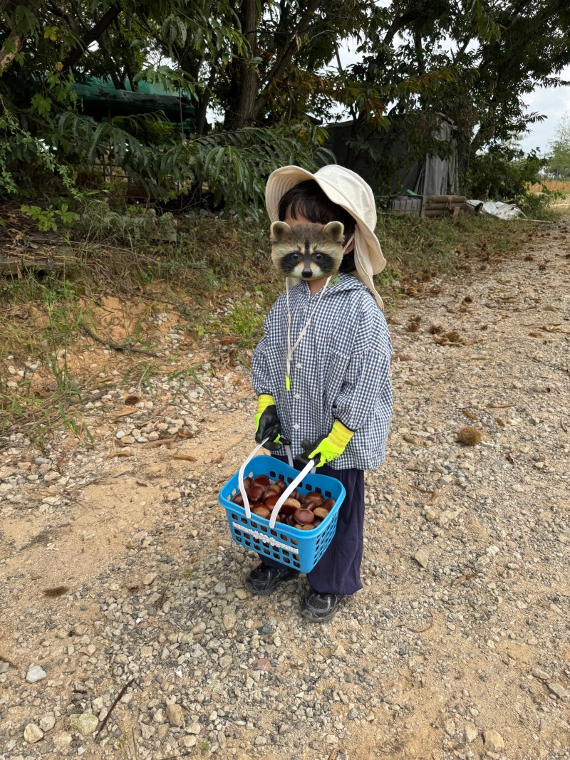인적드문 청주 밤줍기 체험 추천 청주시 내수읍 "라온" 네살아이 체험