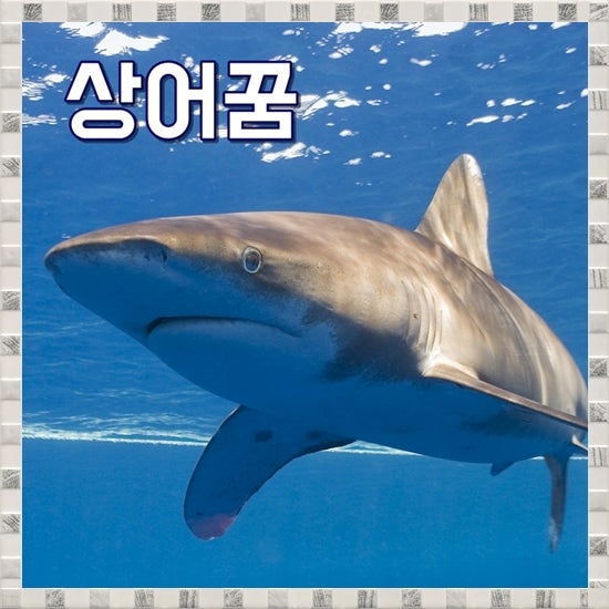 상어꿈 해몽 상어키우는꿈 독특한 풀이 7가지