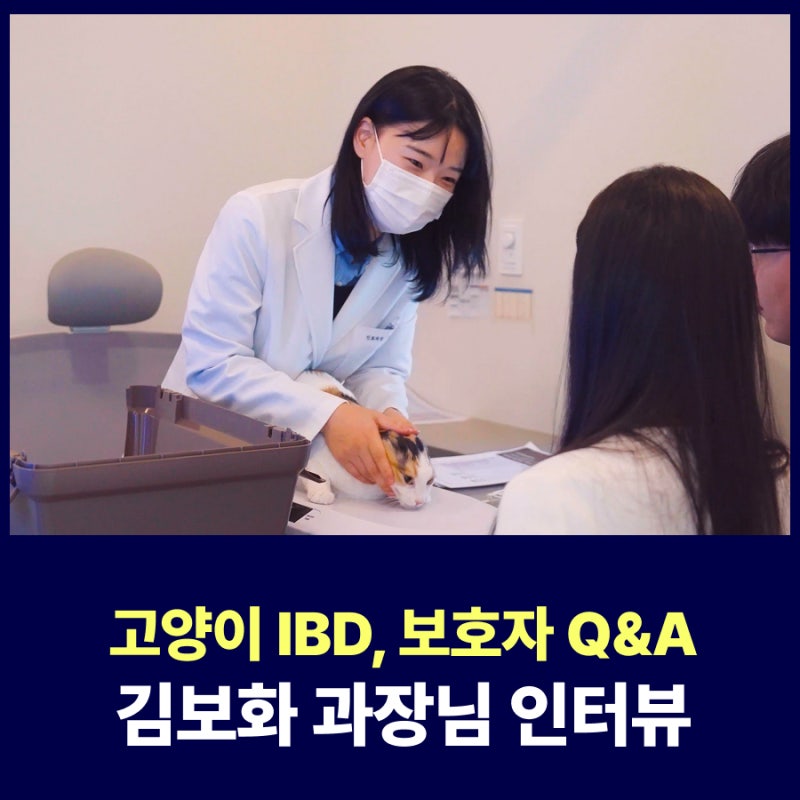 고양이 IBD 염증성 장질환 증상 및 치료 방법