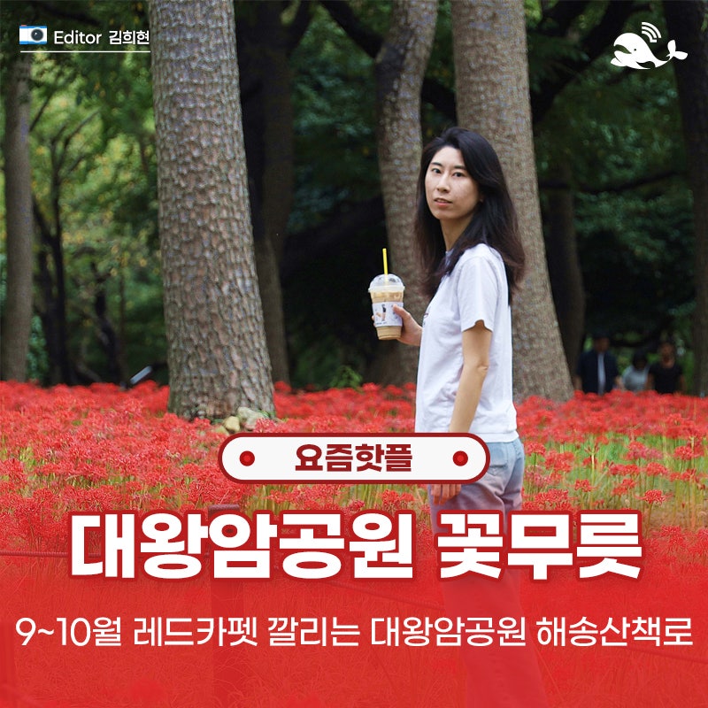 울산 가을 꽃구경, 대왕암공원 꽃무릇 군락지 개화상황