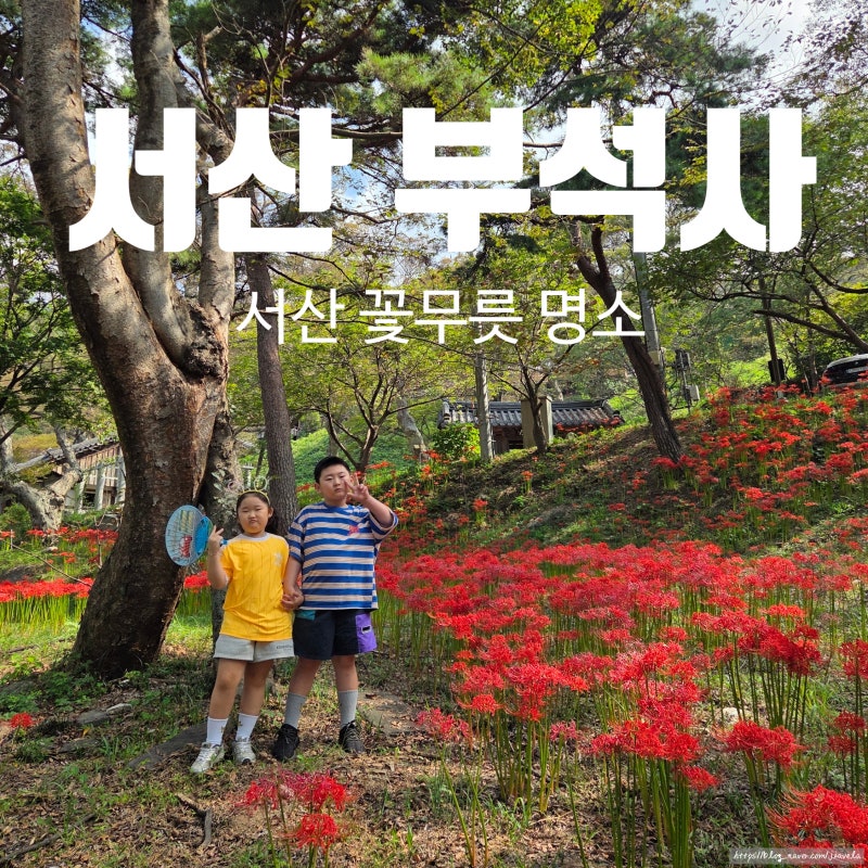 충남 서산 가볼만한곳 꽃무릇 명소 추천 부석사
