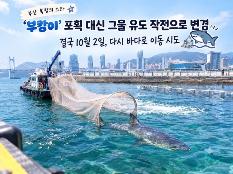 1차<b>유도</b> 실패, 29일 북항 <b>상어</b> ‘<b>부캉이</b>’ <b>외해 유도</b>…선박·워터펌....