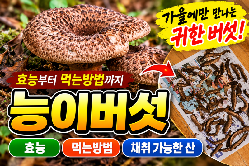 능이버섯 효능과 먹는방법, 채취시기와 능이버섯 나오는 산 총정리