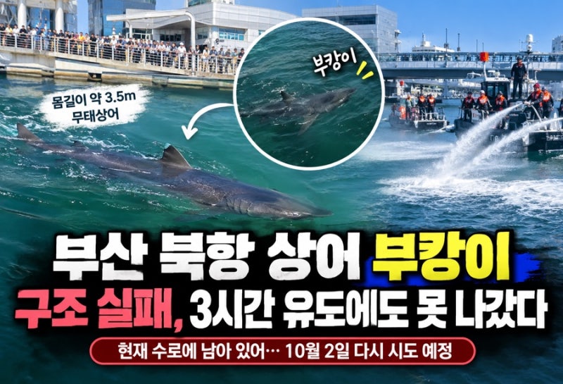 부산 북항 상어 부캉이 구조 실패, 3시간 유도에도 수로에 남았다