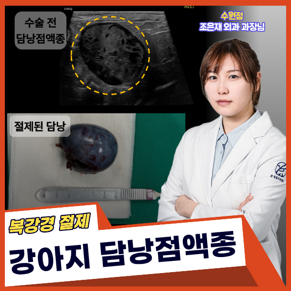 강아지 담낭점액종, 증상이 없어도 수술이 필요할까요?