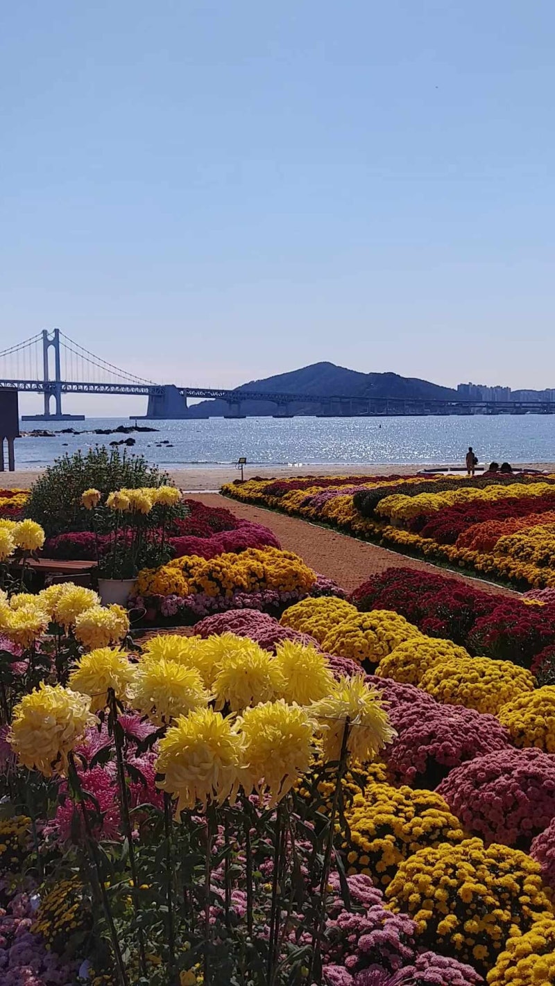 광안리 드론 쇼 10월부터 주 2회로 바뀐다, 시간·명당·주차 총정리