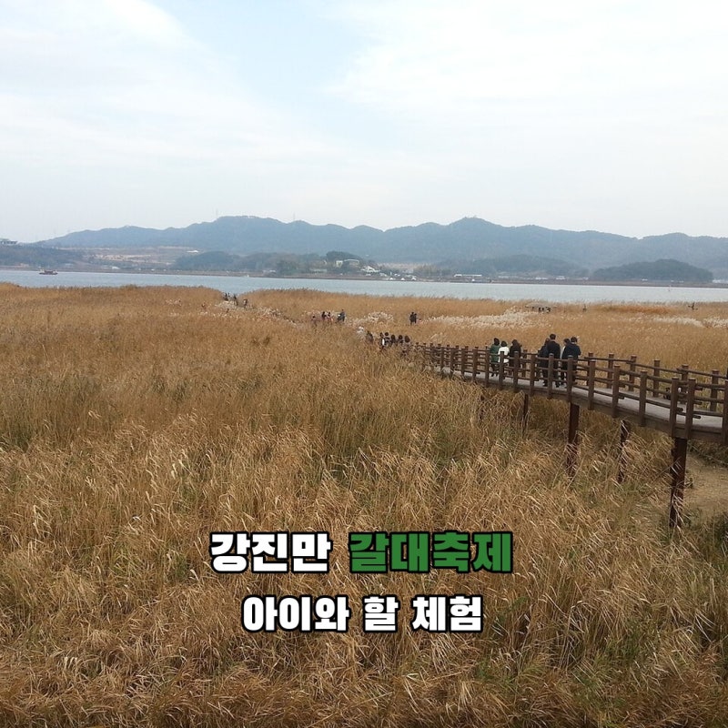 강진만 춤추는 갈대축제 2026, 아이와 가면 어떤 체험부터 볼까?