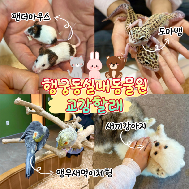 [수원/놀거리] 행궁동 놀거리 이색데이트 가볼만한곳 실내동물원 먹이체험 ‘교감할래’ 위....
