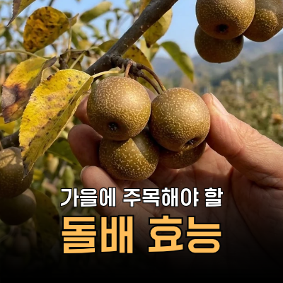 돌배 효능, 목에 좋다던데? 돌배청 먹기 전에 확인할 것ㅣ망고의 식탁반전