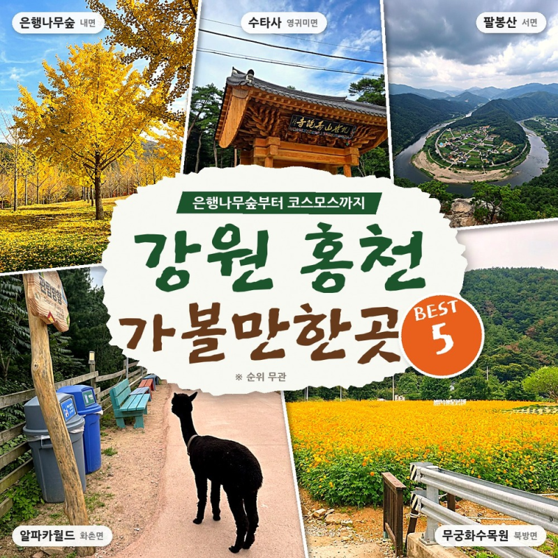 "홍천은 여름이지" 했는데.. 은행나무숲까지, 강원 홍천 가볼만한곳 BEST 5