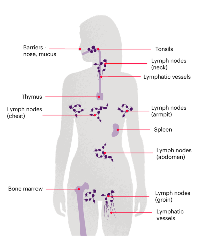 림프종 Lymphoma: 면역세포가 암이 되었을 때, 의학은 무엇을 배웠을까요?