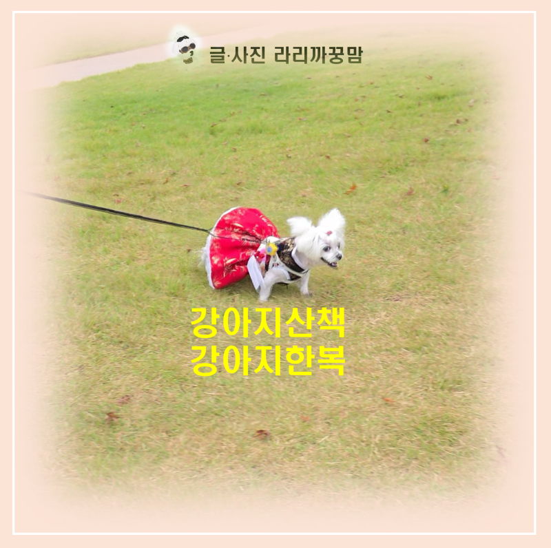 강아지 한복 입고 바베큐팩토리 평택점 잔디밭 신나게 달린 추석 일상