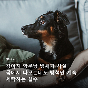 수의사가 직접 알려주는 강아지 항문낭 냄새의 진짜 원인