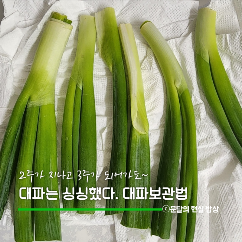 대파 냉장 보관법, 보름 보관 후 냉동했더니 한달 뒤에도 그대로