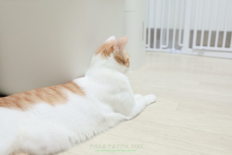 고양이 울음소리 종류, 소리마다 의미가 다를까?