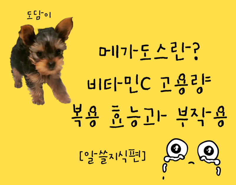 메가도스란? 비타민C 고용량 복용 효능과 부작용 위험성 총정리