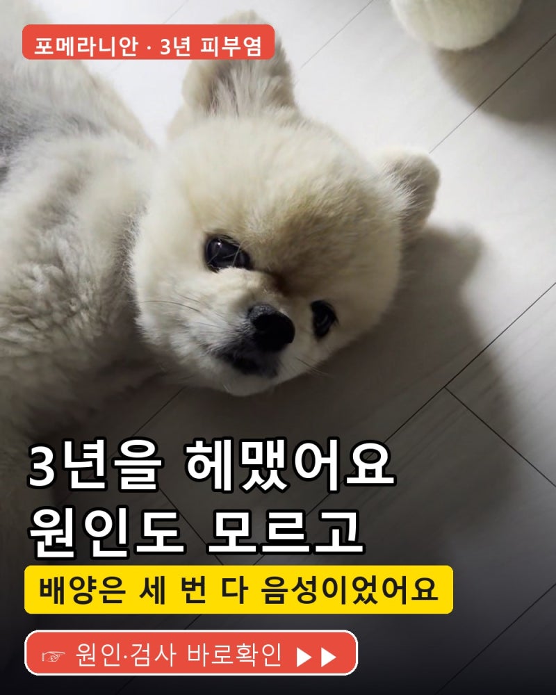강아지 피부염 3년 — 곰팡이 배양은 세 번 다 음성, 세균성이라는 말만 들었어요 (포메라니....