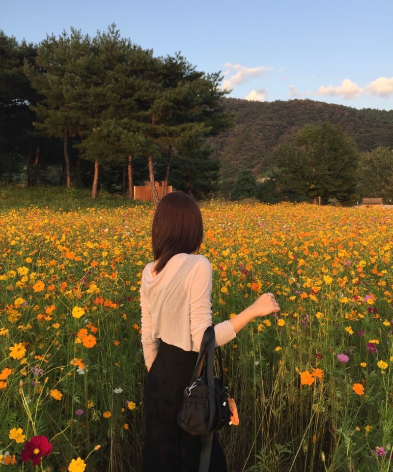 서울 근교 가을나들이 추천 "2026 가평 자라섬 꽃 페스타", 입장료·주말 주차·관람시간 정보