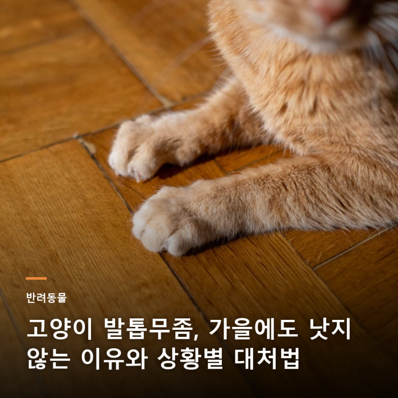 고양이 발톱무좀, 가을에도 낫지 않는 이유와 상황별 대처법