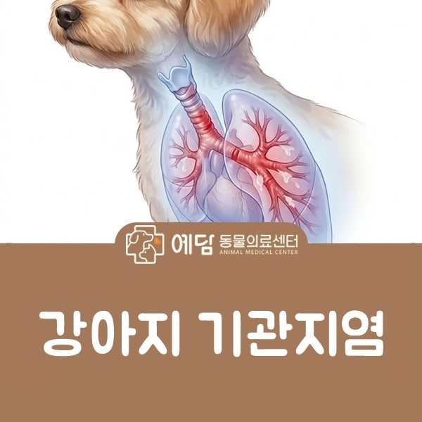 강아지 기관지염 증상과 치료 백신 전염과 산책 관리