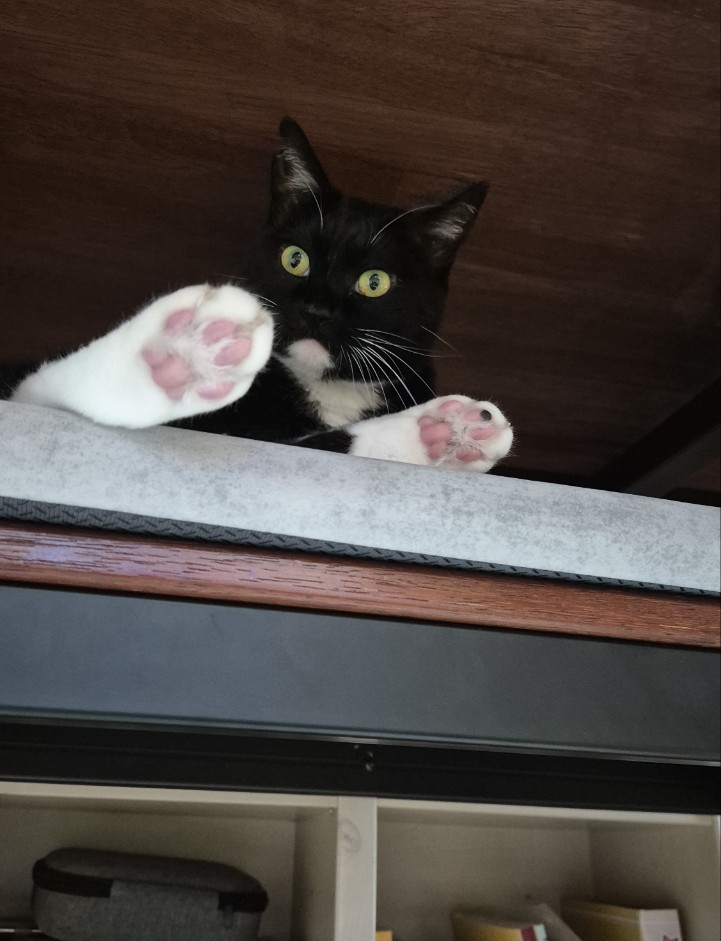 ⬛고양이 구강관리 영양제 추천?_프로덴 플라그오프 파우더 캣 직접 써본후기