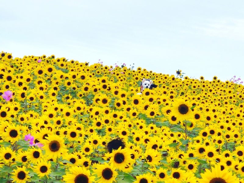 애견동반 대구근교 가볼만한곳 군위 하늘전망대 해바라기 코스모스 꽃밭, 가족나들이 추천