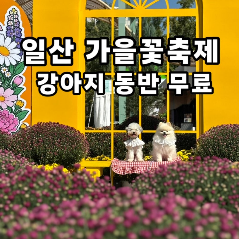 일산호수공원 가을꽃축제 반려견 동반 | 다다는 축제 전보다 끝난 뒤를 추천해