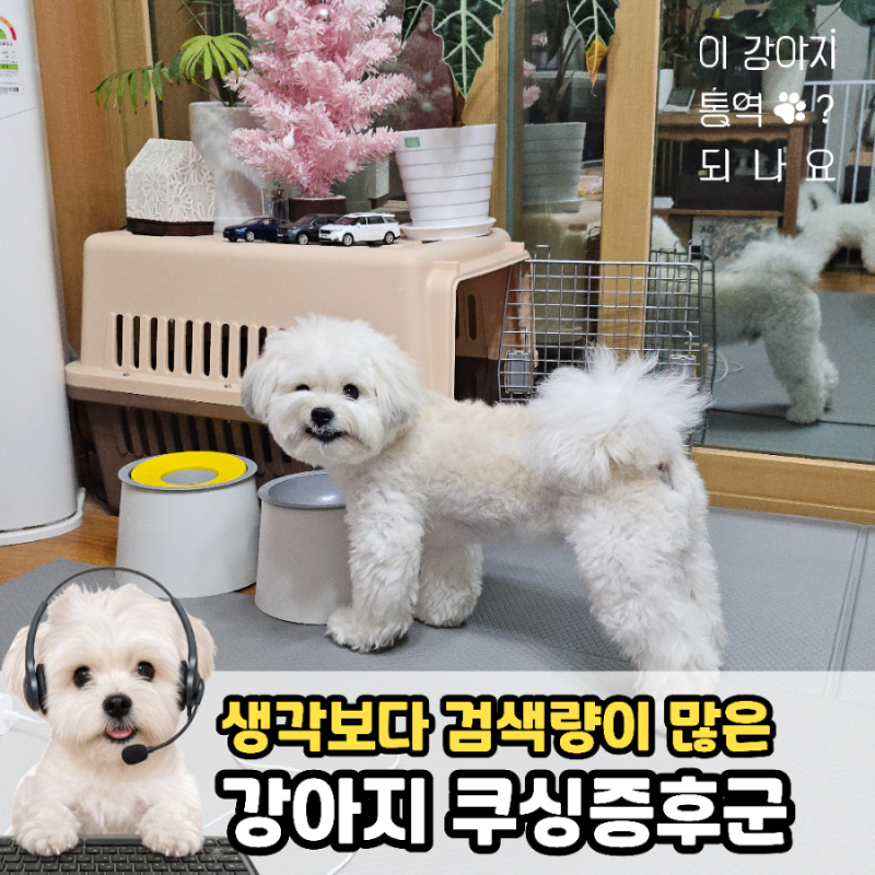 강아지 쿠싱증후군 원인, 생각보다 검색을 많이 하는 질병인데 왜 발생하는 건가요?