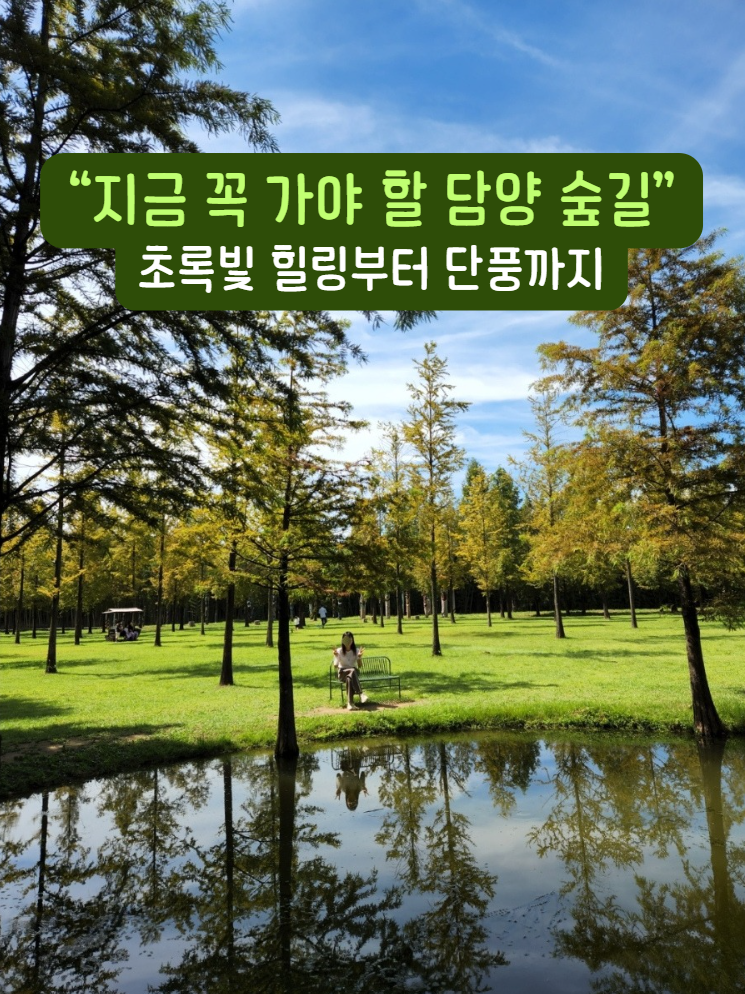 Damyang Metasequoia Road: A Walk and Autumn Foliage