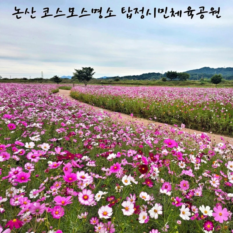 논산여행 코스모스명소 탑정시민체육공원
