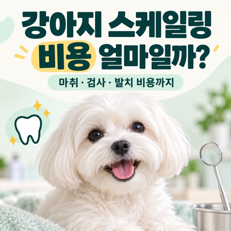강아지 스케일링 비용 얼마일까? 마취·검사·발치 추가 비용까지