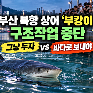 부산 북항 상어 ‘부캉이’ 구조작업 중단…“그냥 두자” vs “바다로 보내야”