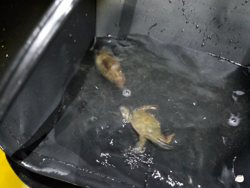 夢山浦海水浴場干潟：泰安でワタリガニを獲りに行ったら、コウイカまで見つけた日
