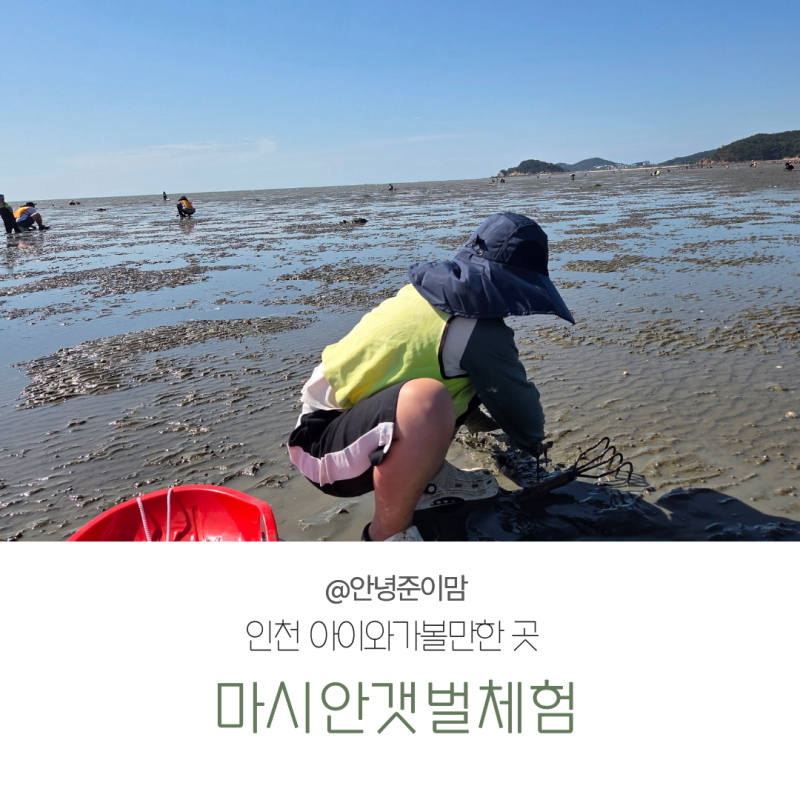 마시안갯벌체험 초3 아들과 직접 다녀온 후기｜체험료·주차·준비물 팁