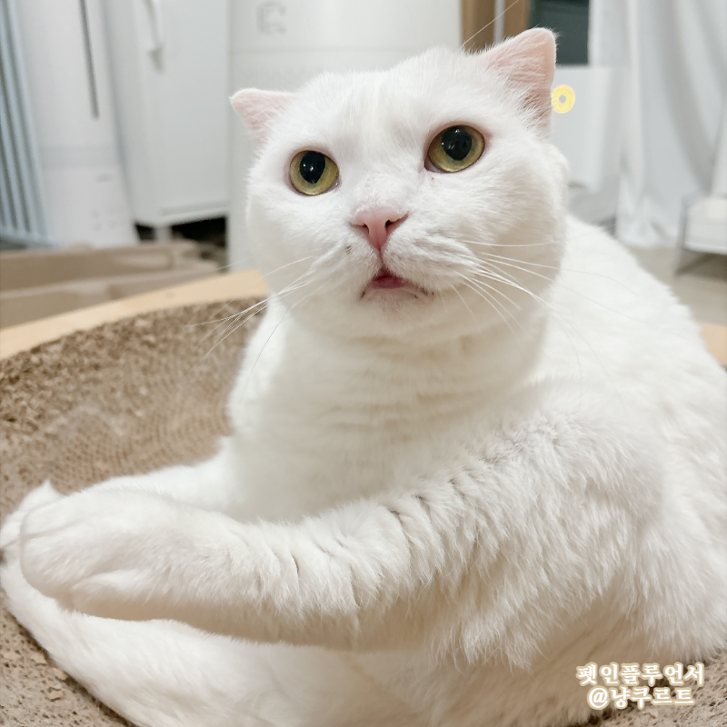 고양이가 집사를 깨무는 이유, 스트레스 때문만은 아니라고?