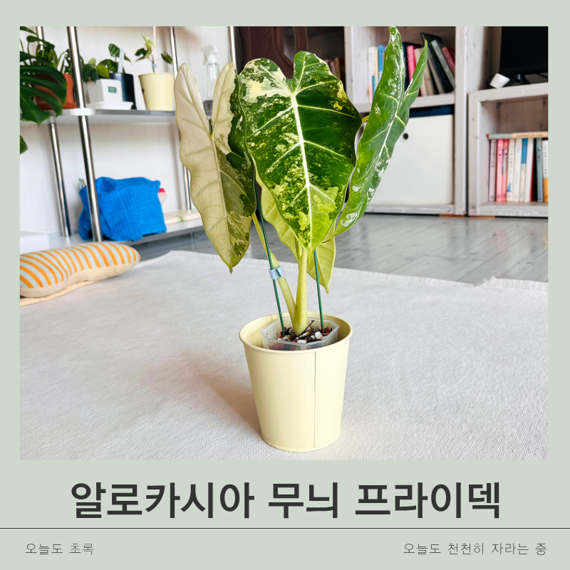 무늬 알로카시아 프라이덱(무프덱) 입양기: 다이소 지지대 수형 잡기 & 키우기 팁