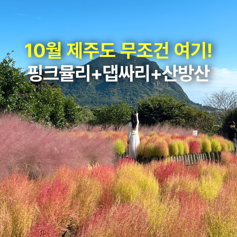 10월 제주도 서귀포 가볼만한곳 핑크뮬리 명소 마노르블랑 입장료, 주차, 이용방법 총정리